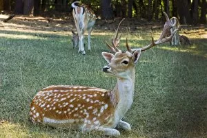 Images Dated 30th August 2008: Fallow deer (Dama dama)