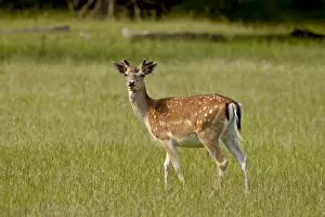 Fallow deer (Dama dama) buck, Sidney Spit, British Columbia, Canada, North America