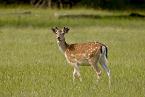 Images Dated 11th March 2009: Fallow deer (Dama dama) buck, Sidney Spit, British Columbia, Canada, North America