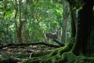 Wandering Prints: Fallow deer in the forest, Nara, Japan