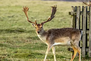 Camera Prints: Fallow deer with impressive antlers standing by a wooden fence in a grassy field
