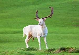 Stag Prints: Fallow deer at Knole House, near Sevenoaks. Kent, England, United Kingdom, Europe