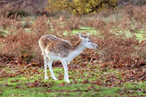 Autumnal Prints: Fallow Deer at Knole Park, near Sevenoaks, Kent, England, United Kingdom, Europe