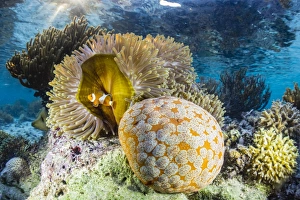 False clown anemonefish (Amphiprion ocellaris), Sebayur Island, Komodo Island National Park