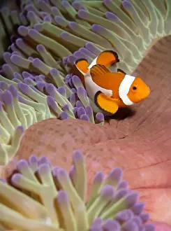 Sabah Prints: False clown anenomefish (Amphiprion ocellaris) in the tentacles of its host anenome