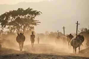 Dust Gallery: Famers bring their cows home along a dusty road in Kachin State, Myanmar (Burma), Asia