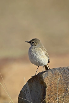Images Dated 10th November 2006: Familiar chat (Cercomela familiaris), Mountain Zebra National Park, South Africa, Africa