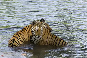 Tiger Prints: Family of Indian tigers (Bengal tiger) (Panthera tigris tigris)
