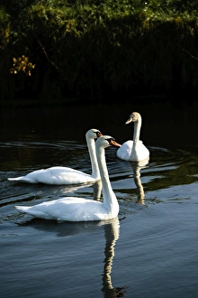 Swan Prints: A family of mute swans (Cygnus olor) on the River Mark
