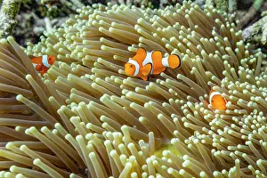 Loss Prints: Family of Ocellaris anemonefish swim in their habitat among sea anemones in Raja Ampat