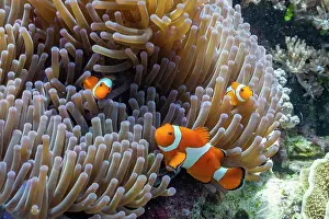 Aquarium Prints: Family of Ocellaris anemonefish swimming in sea anemone on Misool island in Papua Indonesia