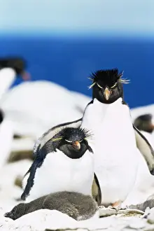 Love Prints: Family of rockhopper penguins (Eudyptes chrysocome chrysocome) hugging