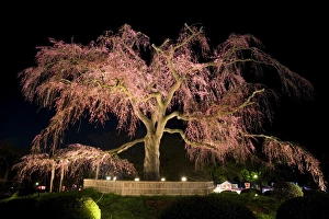 Blossom Prints: Famous giant weeping cherry tree