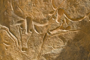 Images Dated 8th April 2010: Famous rock inscription of a crying cow, (La Vache Qui Pleure), near Djanet