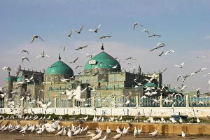 Images Dated 28th January 2000: The famous white pigeons, Shrine of Hazrat Ali, Mazar-I-Sharif, Balkh province