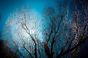 Images Dated 8th March 2008: Fan coral and sunburst, St. Lucia, West Indies, Caribbean, Central America