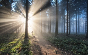 Cyclist Prints: Fan of light rays and trail in a misty forest, Baden-Wurttemberg, Germany, Europe