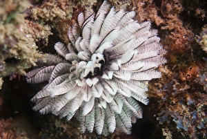 Mozambique Prints: Fan worm, Mozambique, Africa