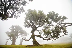 Madeira Prints: Fanal laurel forest in Madeira features ancient trees surrounded by fog in a unique landscape with rich biodiversity