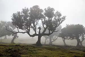 Enchanting Prints: fanal laurel forest in madeira with majestic ancient trees