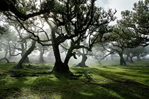 Grove Prints: fanal laurel forest in madeira with majestic ancient trees