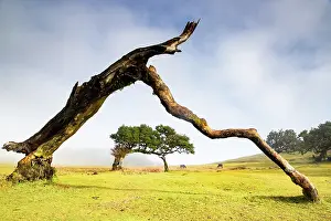 Sustainable Prints: fanal laurel forest in madeira with majestic ancient trees