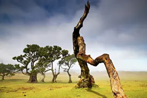 Organic Prints: fanal laurel forest in madeira with majestic ancient trees