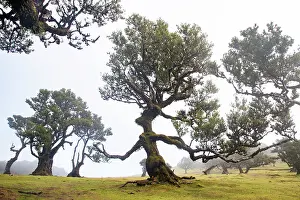 Untouched Prints: fanal laurel forest in madeira with majestic ancient trees