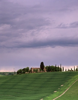 Farm and cypress trees