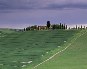 Pienza Prints: Farm and cypress trees