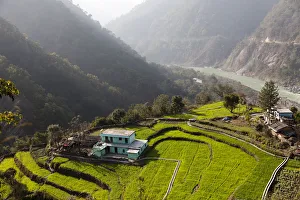 Rice Fields Prints: Farm among a green fields close to Rishikesh, Uttarkhand, India, Asia