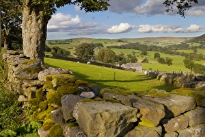 Stone Wall Prints: Farm near Burnsall, Yorkshire Dales National Park