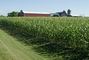 Vegetable Prints: Farm, North Wood Park