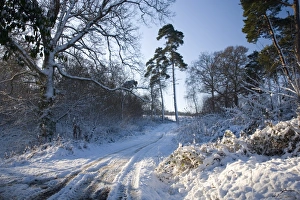 Tracks Prints: Farm track after snow, Dormansland, Surrey, England, United Kingdom, Europe