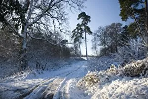 Images Dated 19th December 2009: Farm track after snow, Dormansland, Surrey, England, United Kingdom, Europe