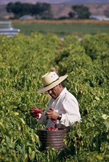 Straw Hat Prints: Farm worker picking chili peppers, Chile, South America