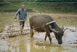 Bullock Prints: Farmer with bullock plough in flooded field at Guilin, China, Asia