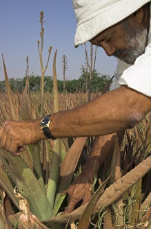 Farmer Prints: Farmer checking an aloe vera bush