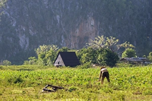 Vinales Prints: A farmer cultivating his field, Los Aquaticos, UNESCO World Heritage Site