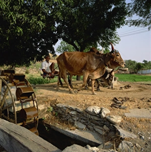 Irrigation Prints: Farmer drawing water from well, Rajasthan, India, Asia