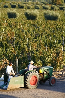 Farmer Prints: Farmer driving a tractor in Lujan de Cuyo, Mendoza region, Argentina, South America