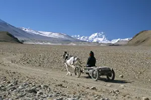 Dirt Track Prints: Farmer going home near Tingri, Cho Oyu and Himalayas in distance, Tibetan Plateau