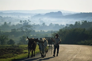 Bullock Prints: A farmer leading two bullocks along an empty country road