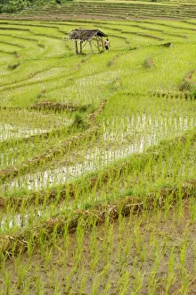 Farmer Prints: Farmer leaving tiny shack in rice paddy fields laid in shallow terraces