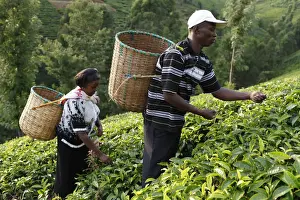 Carrying Prints: Farmer Lincoln Kimanthi Mugo and his wife Polly Mukami picking tea, Kathangiri, Kenya