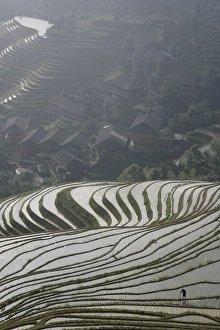 Guangxi Prints: Farmer in Longsheng terraced ricefields, Guangxi Province, China, Asia