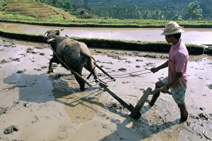 Farmer Prints: Farmer ploughing flooded rice field
