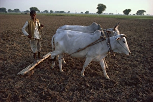 Working Animals Prints: Farmer ploughing, India, Asia