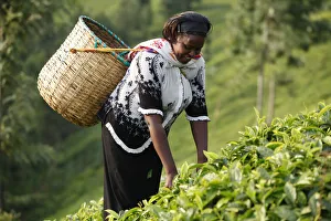 Carrying Prints: Farmer Polly Mukami picking tea, Kathangiri, Kenya, East Africa, Africa
