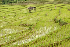 Farmer Prints: Farmer in rice paddy fields laid in shallow terraces